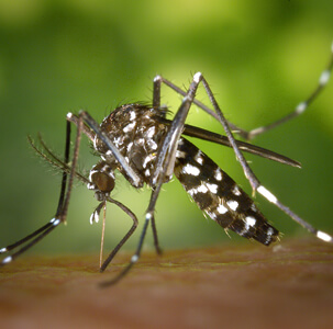 Spain Radarcan Personal Mosquito Repeller Plus R-100 - Tiger Mosquito & Aedes albopictus