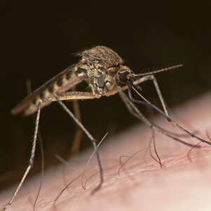 Spain Radarcan Personal Mosquito Repeller Plus R-100 - Common Mosquito & Culex pipiens