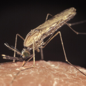 Spain Radarcan Personal Mosquito Repeller Plus R-100 - Malaria Mosquito & Anopheles gambiae