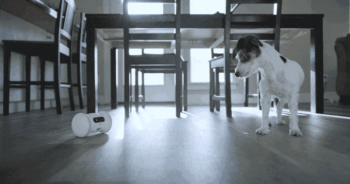 Varram Pet Fitness Robot (VARRAM 寵物健身智能機械人)